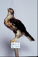 鳳頭蒼鷹藏品圖，第3張
